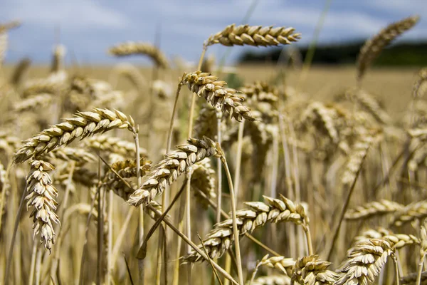 Golden hvede felt med blå storm himmel i baggrunden - Stock-foto