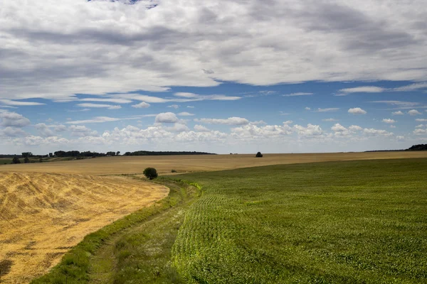 Золотая пшеница и зеленое кукурузное поле на фоне голубого неба — стоковое фото