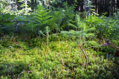 Derin orman moss çiçeklerle soyut, renkli kompozisyon