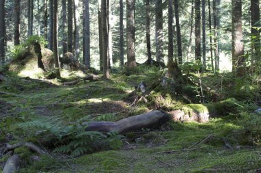 Derin moss Orman ağaçları. Doğa yeşil ahşap güneş ışığı arka planları.