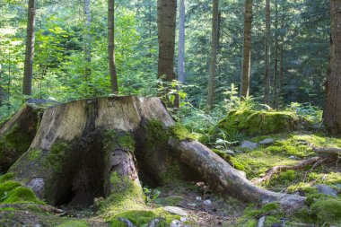 Derin moss Orman ağaçları. Doğa yeşil ahşap güneş ışığı arka planları.
