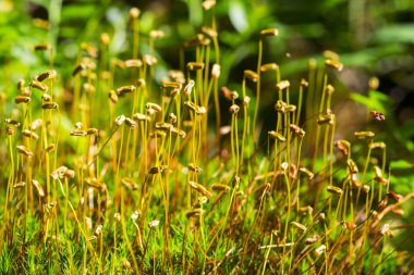 Derin orman moss çiçeklerle soyut, renkli kompozisyon