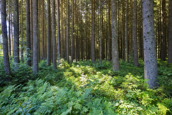 Глубокие мхи. Природа зеленый лес солнечные лучи . — стоковое фото