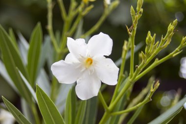 Beyaz çiçek yeşil yapraklar. Arka plan 