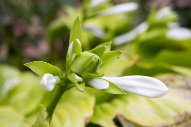 Beyaz çiçek yeşil yapraklar. Arka plan 