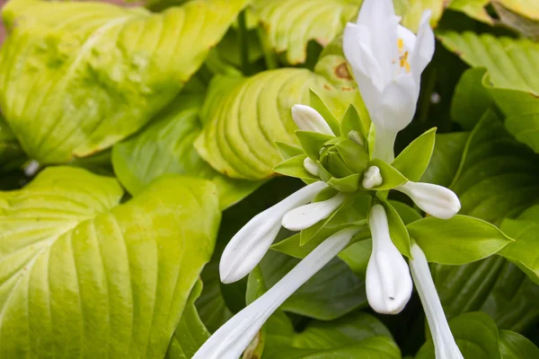 Wit bloem op groene blaadjes. Achtergrond — Stockfoto