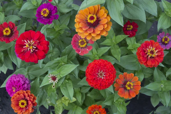 Farbblumen an einem Sommertag. Hintergrund abstrakt — Stockfoto