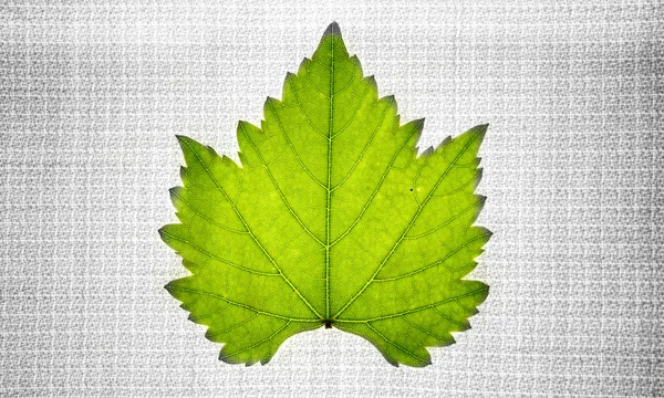 Leaf on fabric abstract background with color. — Stock Photo, Image