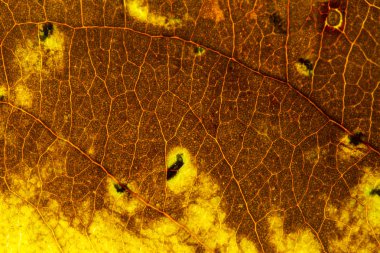 Yaprak doku kapatmak kadar arka plan.