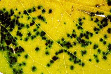 Yaprak doku kapatmak kadar arka plan.