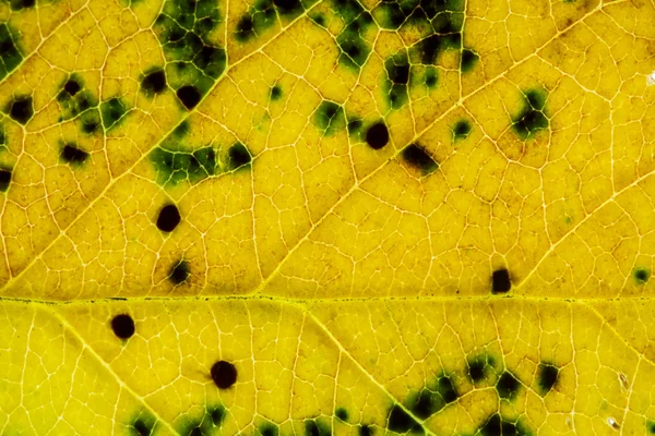 Blad textuur close-up abstracte achtergrond. — Stockfoto