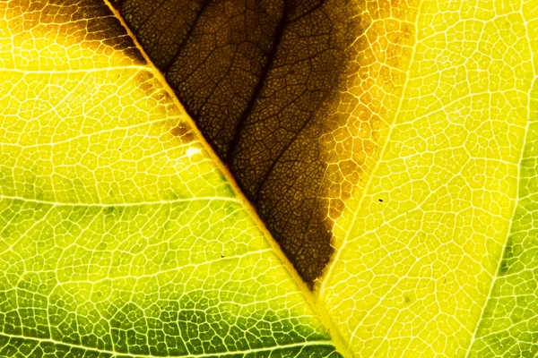 葉のテクスチャーを抽象的な背景を閉じる. — ストック写真