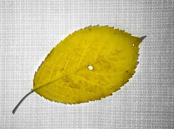 Leaf on fabric abstract background with color. — Stock Photo, Image