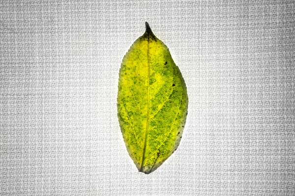 葉の色とファブリックの抽象的な背景. — ストック写真