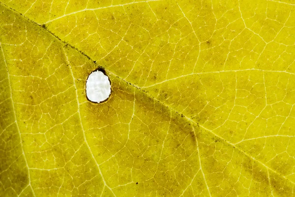 Blad textuur close-up abstracte achtergrond. — Stockfoto