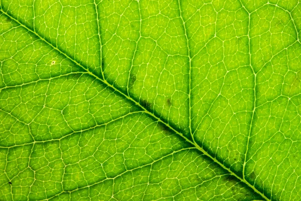 Textura de la hoja primer plano fondo abstracto . — Foto de Stock