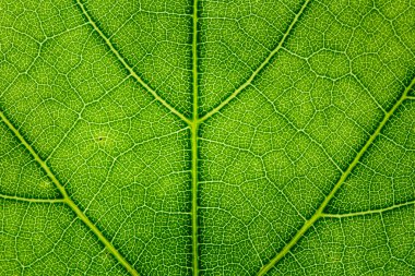 Yaprak doku kapatmak kadar arka plan.