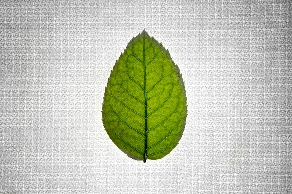 葉の色とファブリックの抽象的な背景. — ストック写真
