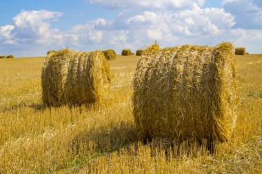 Tarım arazileri üzerinde altın saman balya. Arka plan.