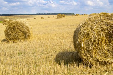 Tarım arazileri üzerinde altın saman balya. Arka plan.