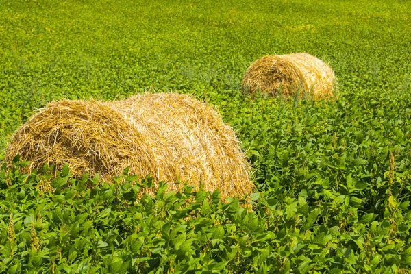 Golden straw bales on soybean field. Abstract background. — Stock Photo, Image