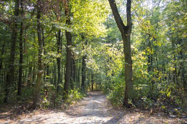 Derin orman yolda. Doğa manzara arka plan.