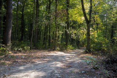 Derin orman yolda. Doğa manzara arka plan.