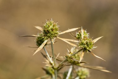 Yakın çekim taze bitki kahverengi zemin üzerinde. Soyut doku.