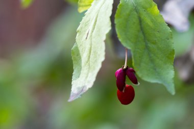 Yeşil ile derin orman dalında üzerinde kırmızı taze meyveler yapraklar.