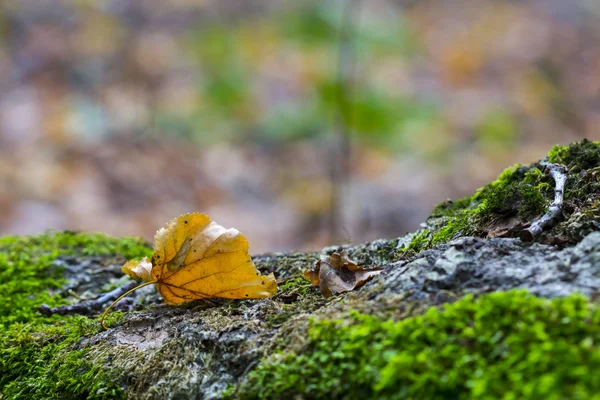 Herfstbladeren op mos in diepe bossen. Close-up macro. — Stockfoto