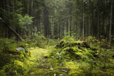 Derin moss orman
