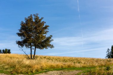 Tek yaprak döken ağaç sarı bir sonbahar temizliğinde, kuru çimenler, yalnızlık konsepti, kristal mavi gökyüzü arkaplanı, kopyalama alanı.