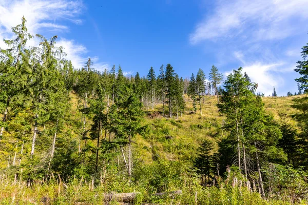 波兰塔特拉山莱霍瓦山谷绿山上的针叶林 松树和云杉 — 图库照片