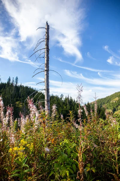 波兰塔特拉山莱霍瓦山谷的干枯树干和粉红烟花 背景为针叶林和松树 蓝天水晶 — 图库照片