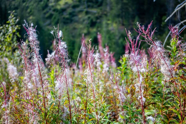 Pink Fireweed Chamaenerion Angustifolium Flowers Lejowa Valley Tatra Mountains Dry — Stock Photo, Image