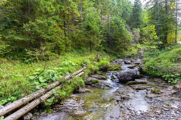 Fluyendo Arroyo Montaña Verde Bosque Exuberante Valle Dolina Strazyska Las —  Fotos de Stock