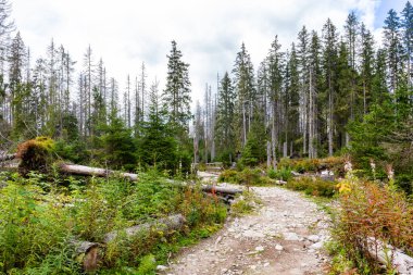 Polonya 'nın Tatra Dağları' ndaki kozalaklı bir orman boyunca, kabuk böceği saldırısı sonucu kesilmiş ağaçlarla, sonbahar renkleriyle, kozalaklı bir dağ yolu..