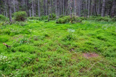 Polonya 'nın Tatra Dağları' ndaki kozalaklı ormanlarda ortak Haircap Moss Sahası (Polytrichum Commune, Polytrichaceae).