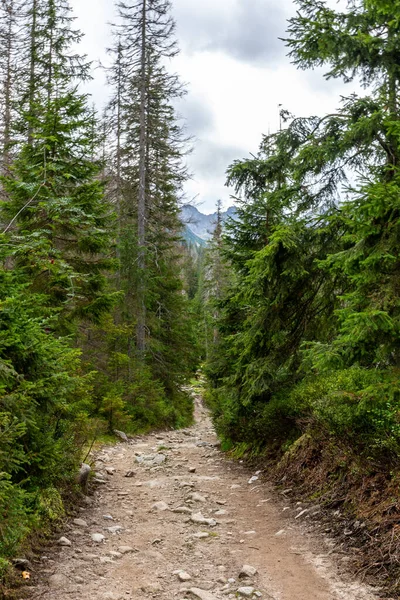 Sendero Montaña Pedregoso Que Conduce Través Exuberantes Bosques Coníferas Pinos —  Fotos de Stock