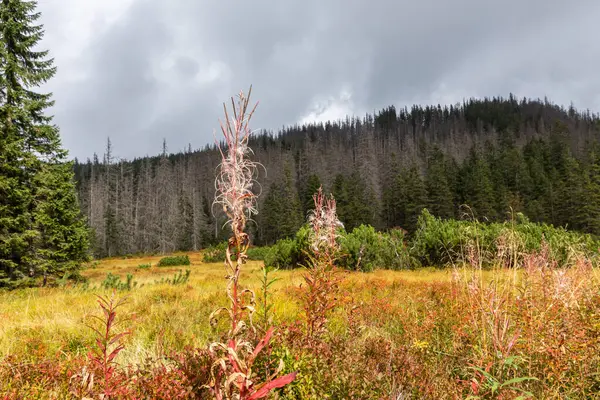 波兰Tatra Mountains的Rowien Waksmundzka Glade 背景是针叶林和松树的特写镜头 — 图库照片