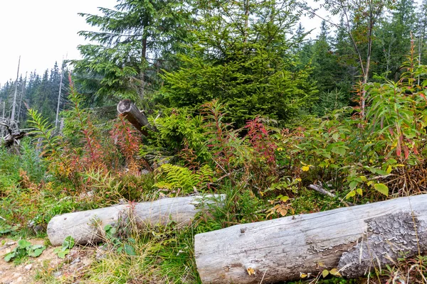 在高山松树 蕨类和草本植物中间的森林垃圾中 有干枯的树干 — 图库照片