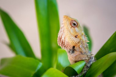 The oriental garden lizard, eastern garden lizard, bloodsucker or changeable lizard (Calotes versicolor) sitting among vivid green tropical leaves, Maldives.