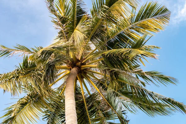 Coconut Tree Cocos Nucifera Palm Tree View Bottom Large Leaves — Stock fotografie
