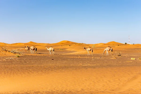 阿拉伯联合酋长国迪拜沙漠中的沙丘中行走的野生骆驼 — 图库照片