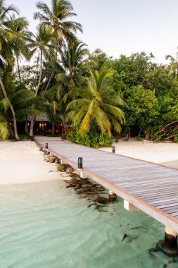 Bereketli palmiye ağaçları ve beyaz kumsallı Maldivler ile tropik adaya uzanan ahşap kıyı şeridi..