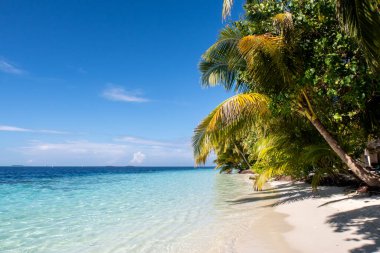 Tropical island coast landscape with coconut palm trees, white sandy beach and turquoise ocean, copy space, Maldives. clipart