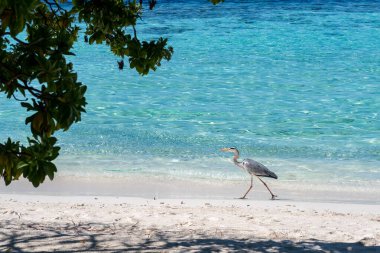 Gri balıkçıl (Ardea cinerea) arka planda açık okyanus suyuyla Maldivler 'deki kumlu sahilde yürüyor.