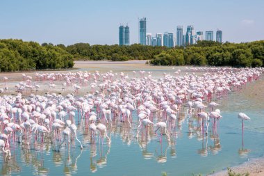 Dubai 'deki Ras Al Khor Vahşi Yaşam Sığınağı' nda binlerce Büyük Flamingo (Phoenicopterus gülü), arka planda Dubai silüeti ile gölde yüzüyor ve balık tutuyor..