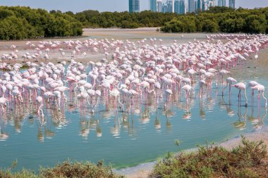 Dubai 'deki Ras Al Khor Vahşi Yaşam Sığınağı' nda binlerce Büyük Flamingo (Phoenicopterus gülü), arka planda Dubai silüeti ile gölde yüzüyor ve balık tutuyor..