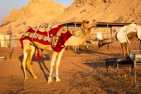 Dromedary Camel Camelus Dromedarius Covered Red Blanket Farm Sharjah United — 图库照片